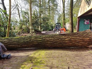 Vellen/zagen van bomen in ruil voor het hout beschikbaar voor biedingen