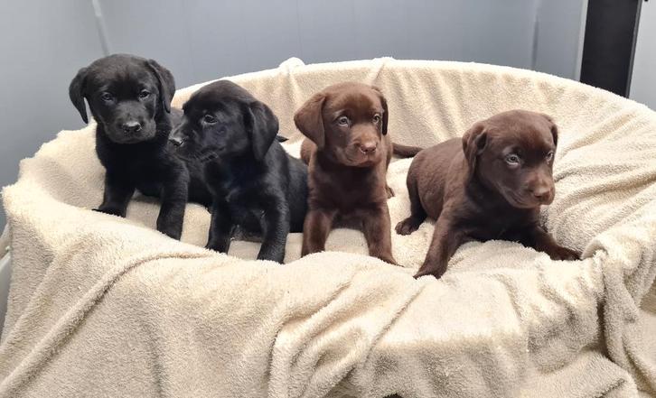 labrador pups, Dieren en Toebehoren, Honden | Retrievers, Spaniëls en Waterhonden, Reu, Labrador retriever, Fokker | Professioneel