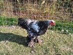Brahma hanen, Dieren en Toebehoren, Pluimvee