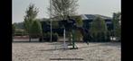 Eerlijke en betrouwbare KWPN ruin, Dieren en Toebehoren, Paarden, Springpaard, Z, Ruin, 3 tot 6 jaar
