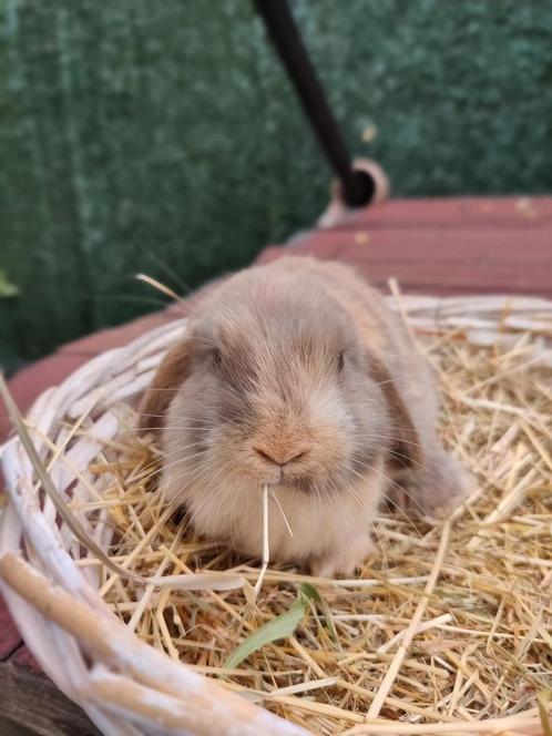 Prachtige NHD rammetjes, Dieren en Toebehoren, Konijnen, Dwerg, Mannelijk, 0 tot 2 jaar, Hangoor