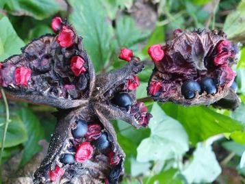 Zaden van Paeonia caucasica of kaucasische pioen beschikbaar voor biedingen
