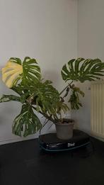 THAI MONSTERA, Maison & Meubles, Plantes d'intérieur, Autres espèces, En pot, Enlèvement, 100 à 150 cm