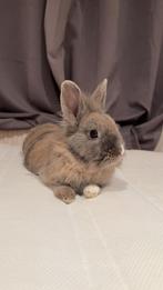 2 konijnen, Dieren en Toebehoren, Konijnen