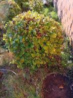 Beuken bol, Tuin en Terras, Ophalen, Lente, Vaste plant, Volle zon