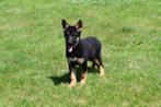 Duitse Herder pup te koop (teefje), Dieren en Toebehoren, Honden | Herdershonden en Veedrijvers, België, CDV (hondenziekte), 8 tot 15 weken