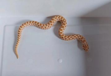 Haakneus / Hognose / Heterodon nasicus beschikbaar voor biedingen