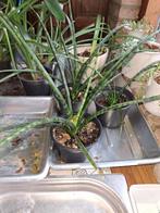 Sansevieria Punk - vrouwentong- kamerplant, Ophalen