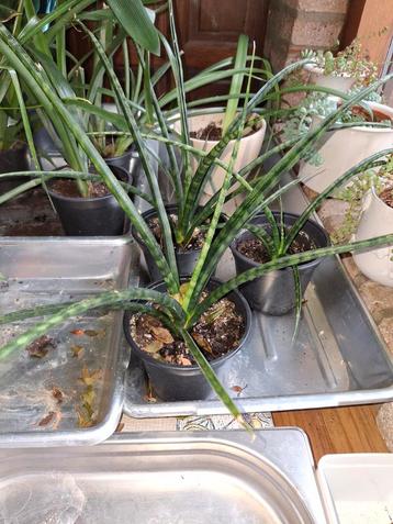 Sansevieria Punk - vrouwentong- kamerplant beschikbaar voor biedingen