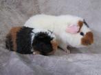 Enkele superleuke cavia's (beertjes/zeugjes), Mei, Meerdere dieren, Cavia