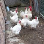 Poule de bresse Broedeieren