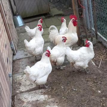 Poule de bresse Broedeieren  beschikbaar voor biedingen