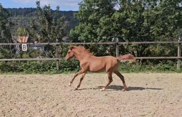 Deutsches Reitpony Stutfohlen disponible aux enchères