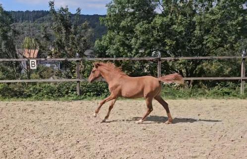 Deutsches Reitpony Stutfohlen, Animaux & Accessoires, Poneys, Jument, Poney D (1.37 m à 1.48m), Poney de dressage, 0 à 2 ans, Avec pedigree