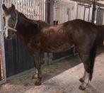 Pony, Dieren en Toebehoren, Pony's, Gechipt, Ruin, Springpony, C pony (1.27m tot 1.37m)