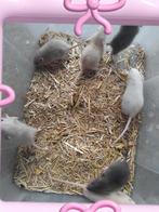 Handtamme dwerg ratjes, Dieren en Toebehoren, Knaagdieren, Rat, Vrouwelijk, November, Tam