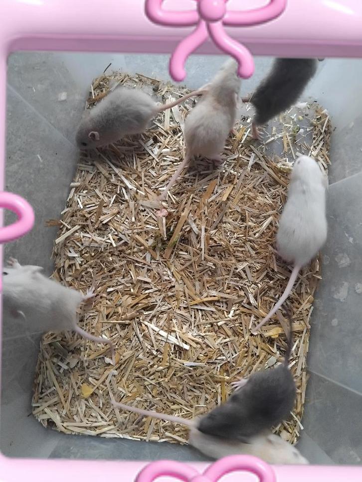 Handtamme dwerg ratjes, Dieren en Toebehoren, Knaagdieren, Vrouwelijk, Rat, November, Tam