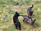 Duitse herder puppy's, België, CDV (hondenziekte), 8 tot 15 weken, Meerdere