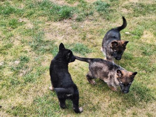 Duitse herder puppy's, Dieren en Toebehoren, Honden | Herdershonden en Veedrijvers, Herder, Fokker | Professioneel, Meerdere, België
