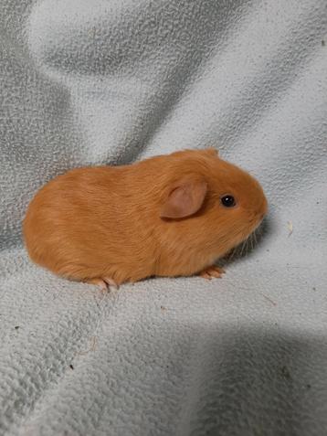 Jong buff cavia beertje beschikbaar voor biedingen