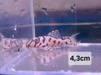 L236 Super White 4-4,5cm zeer mooie vissen., Dieren en Toebehoren, Vissen | Aquariumvissen
