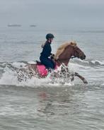 Palomino roan merrie, Dieren en Toebehoren, Merrie, B, 3 tot 6 jaar, Recreatiepony