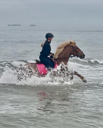 Palomino roan merrie beschikbaar voor biedingen