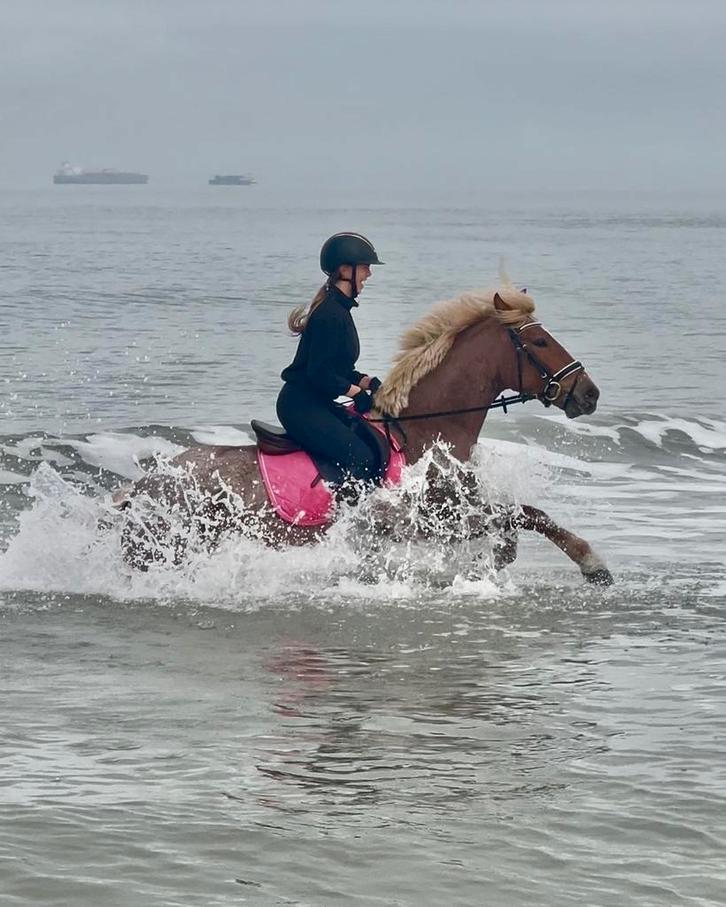 Palomino roan merrie, Dieren en Toebehoren, Pony's, Merrie, B, D pony (1.37m tot 1.48m), Recreatiepony, 3 tot 6 jaar, Met stamboom