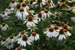 Echinacea / Zonnehoed, Ophalen
