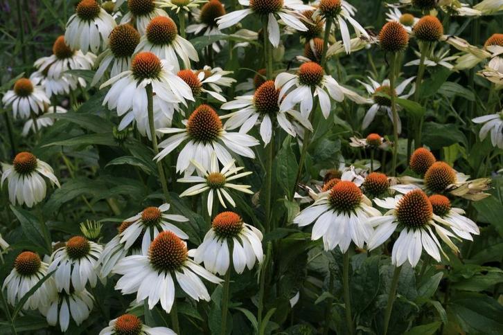 Echinacea / Zonnehoed, Tuin en Terras, Planten | Tuinplanten, Ophalen