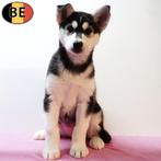 Husky pups te koop (Belgisch), Dieren en Toebehoren, België, CDV (hondenziekte), 8 tot 15 weken, Meerdere
