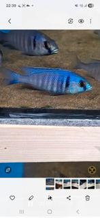 Cichlides malawi placidochromis electra, Dieren en Toebehoren