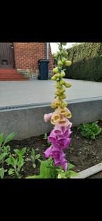 Plantjes Digitalis of vingerhoedskruid, Tuin en Terras, Planten | Tuinplanten, Ophalen, Vaste plant