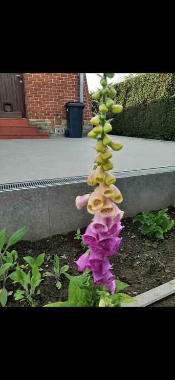 Plantjes Digitalis of vingerhoedskruid  beschikbaar voor biedingen
