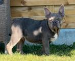 Superlief blauwgrijs franse bulldog pups reutje, Dieren en Toebehoren, België, Fokker | Hobbymatig, Reu, 8 tot 15 weken