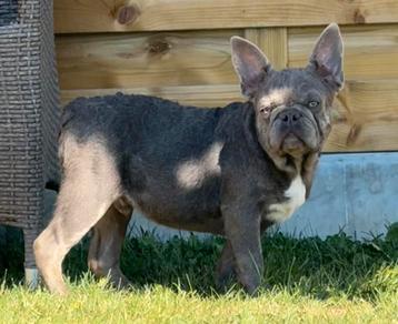 Superlief blauwgrijs franse bulldog pups reutje beschikbaar voor biedingen