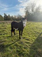 Mooie paint merrie, Dieren en Toebehoren, Merrie, Minder dan 160 cm, 0 tot 2 jaar