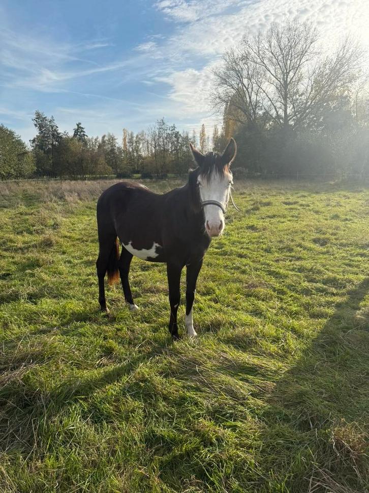 Mooie paint merrie, Dieren en Toebehoren, Paarden, Merrie, Minder dan 160 cm, 0 tot 2 jaar