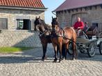 Dubbelspan ruinen te koop, Ruin, 3 tot 6 jaar
