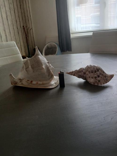 Prachtige zeeschelpen te koop, Verzamelen, Mineralen en Fossielen, Schelp(en), Ophalen