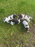 Engelse Springer Spaniel pups ouders bejaagd de springer is, Dieren en Toebehoren, België, Fokker | Hobbymatig, CDV (hondenziekte)