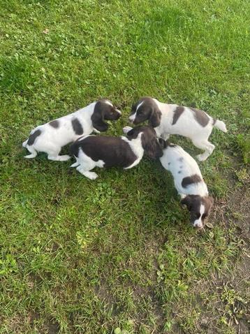 Engelse Springer Spaniel pups ouders bejaagd de springer is  disponible aux enchères