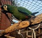 Ara maracana, Dieren en Toebehoren, Vogels | Parkieten en Papegaaien, Tam