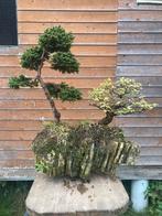 Meerdere midsize bonsai’s, Tuin en Terras, Planten | Bomen, Ophalen of Verzenden