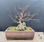 Acer Palmatum op steen pre bonsai, Enlèvement ou Envoi, Neuf