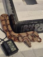 Te ruil prachtige boa man hypo het img het albino, Dieren en Toebehoren, Reptielen en Amfibieën, Slang, Tam, 0 tot 2 jaar