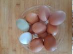 Verse Kippen eieren ,10 stuks voor 2,5euro, Comme neuf, Enlèvement ou Envoi