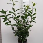 Laurier, Prunus laur. 'Novita'., Tuin en Terras, Haag, Laurier, Ophalen, 100 tot 250 cm
