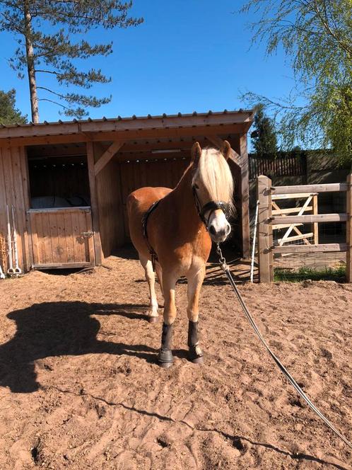 Halve stal gezocht, Dieren en Toebehoren, Paarden, Ruin, Zadelmak, Minder dan 160 cm, 3 tot 6 jaar, Dressuurpaard, Met stamboom