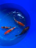 Verschillende koikarpers, Dieren en Toebehoren, Vissen | Vijvervissen, Karper of Koi